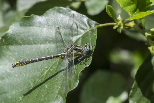 Réf. 235 212 : Gomphus graslinii